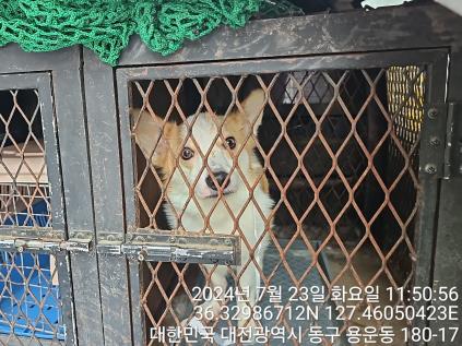 대전동물보호센터_430364202400635